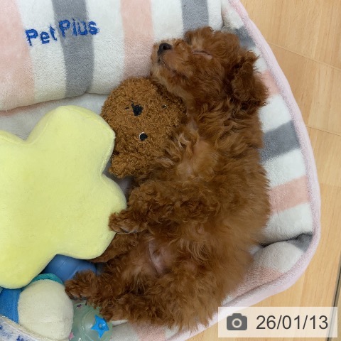 埼玉県のトイプードル(トイ) (ペットプラス 浦和美園店/2025年10月23日生まれ/男の子/レッド)の子犬の4枚目の画像