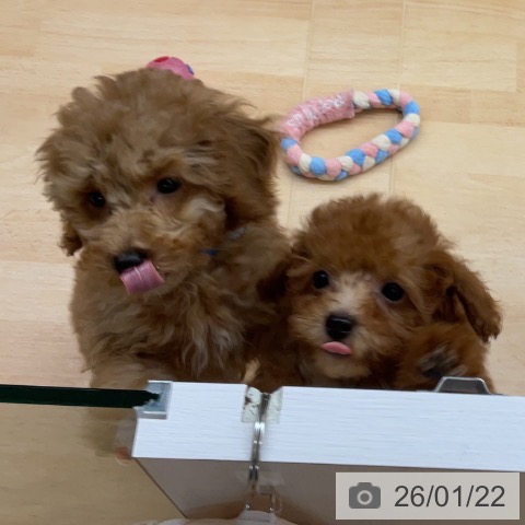 埼玉県のトイプードル(トイ) (ペットプラス 浦和美園店/2025年10月23日生まれ/男の子/レッド)の子犬の4枚目の画像