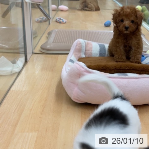 埼玉県のトイプードル(トイ) (ペットプラス 浦和美園店/2025年10月23日生まれ/男の子/レッド)の子犬の3枚目の画像