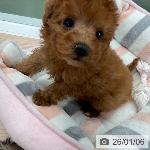 トイ・プードルの写真