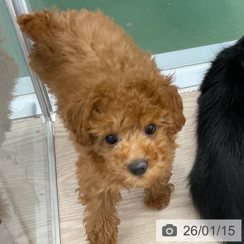 トイ・プードルの写真