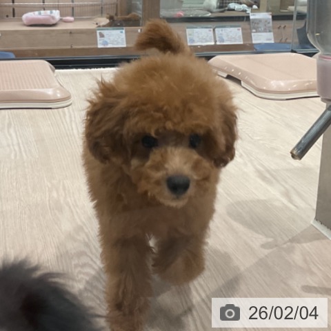 トイ・プードルの写真