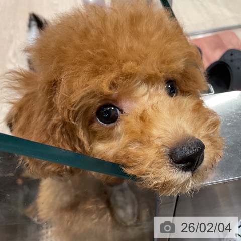 トイ・プードルの写真