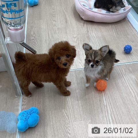 埼玉県のトイプードル(トイ) (ペットプラス 上尾店/2025年10月23日生まれ/女の子/レッド)の子犬の3枚目の画像