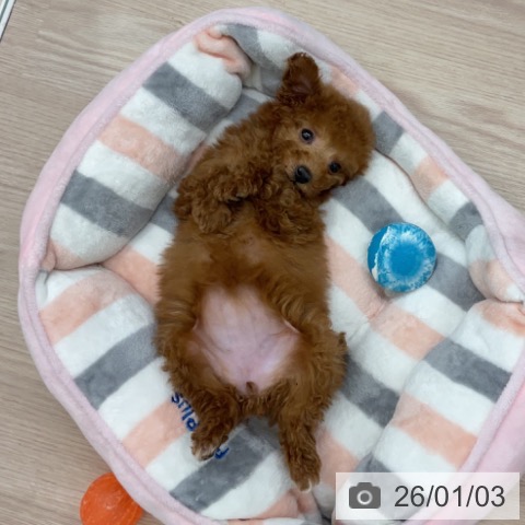 埼玉県のトイプードル(トイ) (ペットプラス 上尾店/2025年10月23日生まれ/女の子/レッド)の子犬の3枚目の画像