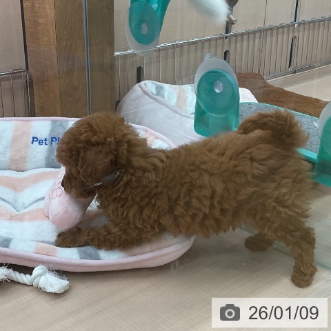 埼玉県のトイプードル(トイ) (ペッツワン 新座店/2025年10月23日生まれ/女の子/レッド)の子犬の4枚目の画像