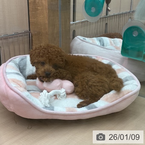 埼玉県のトイプードル(トイ) (ペッツワン 新座店/2025年10月23日生まれ/女の子/レッド)の子犬の3枚目の画像