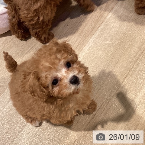 東京都のトイプードル(トイ) (ペットプラス 東久留米店/2025年10月23日生まれ/女の子/アプリコット)の子犬の4枚目の画像