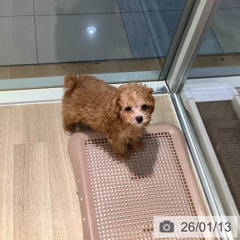 トイ・プードルの写真