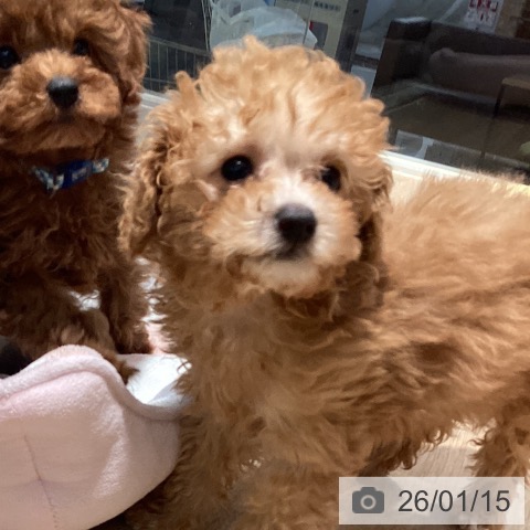 東京都のトイプードル(トイ) (ペットプラス 東久留米店/2025年10月23日生まれ/女の子/アプリコット)の子犬の3枚目の画像