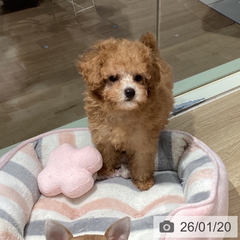 東京都のトイプードル(トイ) (ペットプラス 東久留米店/2025年10月23日生まれ/女の子/アプリコット)の子犬の3枚目の画像