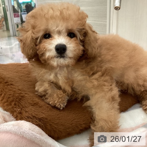 東京都のトイプードル(トイ) (ペットプラス 東久留米店/2025年10月23日生まれ/女の子/アプリコット)の子犬の3枚目の画像
