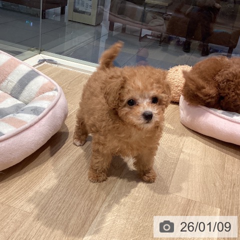 東京都のトイプードル(トイ) (ペットプラス 東久留米店/2025年10月23日生まれ/女の子/アプリコット)の子犬の3枚目の画像