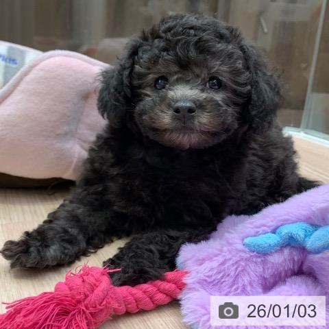 千葉県のトイプードル(トイ) (ペットプラス 幕張新都心店/2025年10月28日生まれ/女の子/シルバー)の子犬の3枚目の画像