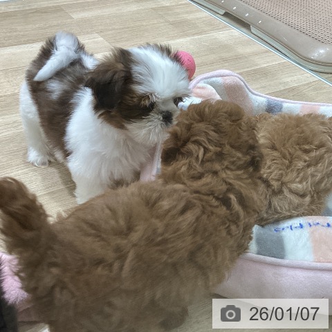 宮城県のシーズー (ペットプラス 名取店/2025年10月31日生まれ/男の子/ゴールドホワイト)の子犬の4枚目の画像