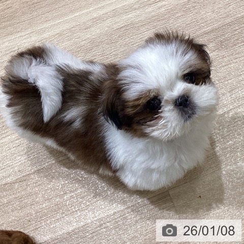 宮城県のシーズー (ペットプラス 名取店/2025年10月31日生まれ/男の子/ゴールドホワイト)の子犬の3枚目の画像