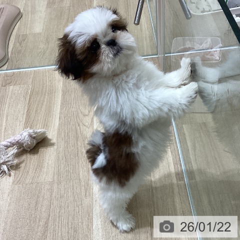 宮城県のシーズー (ペットプラス 名取店/2025年10月31日生まれ/男の子/ゴールドホワイト)の子犬の3枚目の画像