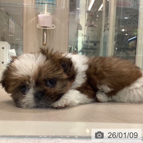 シー・ズーの写真