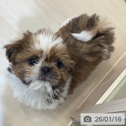 シー・ズーの写真