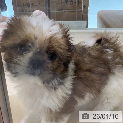 シー・ズーの写真