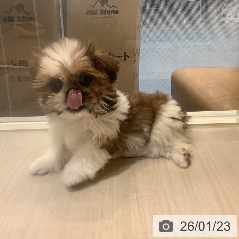 シー・ズーの写真