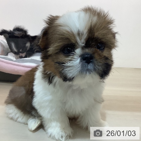 埼玉県のシーズー (ペットプラス クレアモール川越店/2025年10月31日生まれ/男の子/ゴールドホワイト)の子犬の3枚目の画像