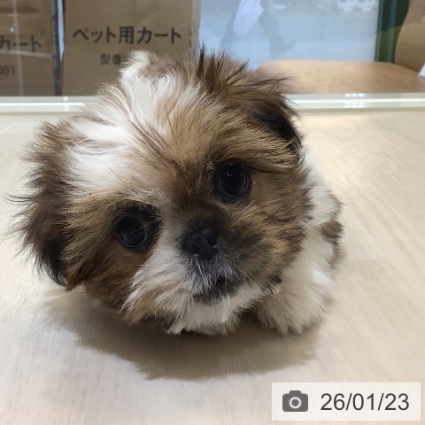 シー・ズーの写真