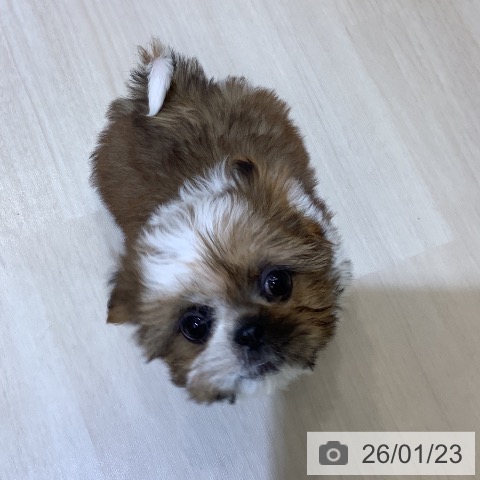 シー・ズーの写真