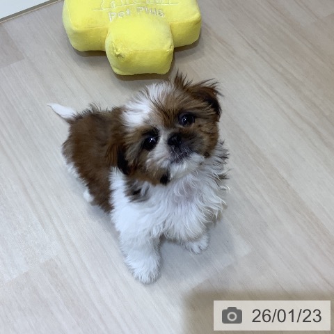 シー・ズーの写真