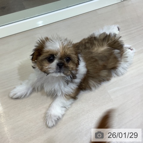 シー・ズーの写真