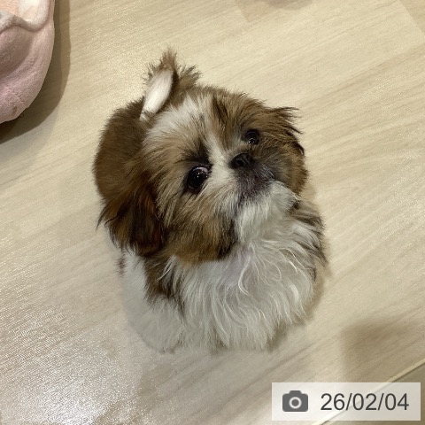 シー・ズーの写真