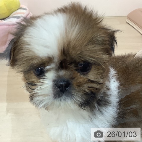 シー・ズーの写真