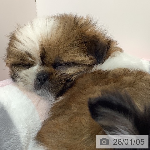 埼玉県のシーズー (ペットプラス クレアモール川越店/2025年10月31日生まれ/男の子/ゴールドホワイト)の子犬の4枚目の画像