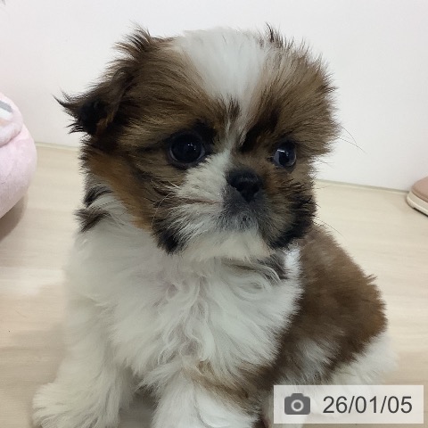 埼玉県のシーズー (ペットプラス クレアモール川越店/2025年10月31日生まれ/男の子/ゴールドホワイト)の子犬の3枚目の画像