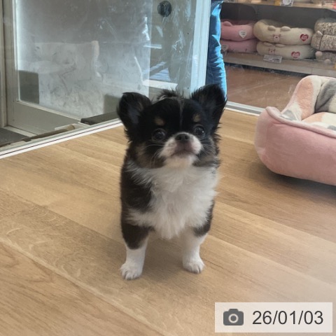 神奈川県のチワワ(ロング) (ペットプラス テラスモール湘南店/2025年10月31日生まれ/男の子/ブラックタンホワイト)の子犬の3枚目の画像
