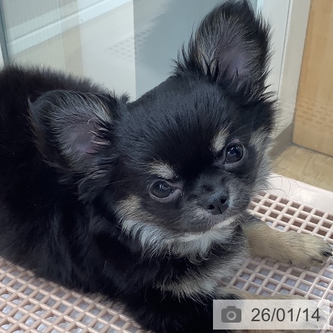 東京都のチワワ(ロング) (ペットプラス 日の出店/2025年10月31日生まれ/女の子/ブラックタンホワイト)の子犬の4枚目の画像