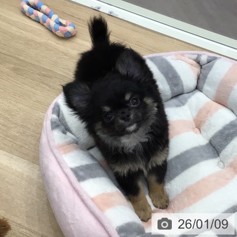 東京都のチワワ(ロング) (ペットプラス 日の出店/2025年10月31日生まれ/女の子/ブラックタンホワイト)の子犬の3枚目の画像