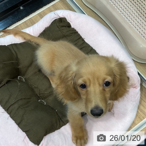 ミニチュア・ダックスフンドの写真