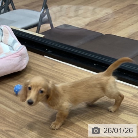 ミニチュア・ダックスフンドの写真