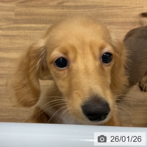 ミニチュア・ダックスフンドの写真