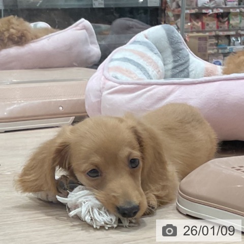 埼玉県のミニチュアダックスフンド(ロング) (ペッツワン 新座店/2025年11月1日生まれ/男の子/ゴールド)の子犬の3枚目の画像