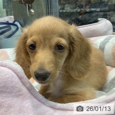 埼玉県のミニチュアダックスフンド(ロング) (ペッツワン 新座店/2025年11月1日生まれ/男の子/ゴールド)の子犬の3枚目の画像