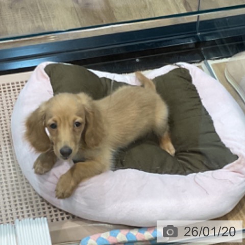 埼玉県のミニチュアダックスフンド(ロング) (ペッツワン 新座店/2025年11月1日生まれ/男の子/ゴールド)の子犬の3枚目の画像