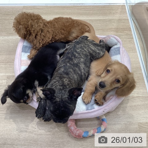 神奈川県のミニチュアダックスフンド(ロング) (ペットプラス 座間店/2025年11月1日生まれ/男の子/ゴールド)の子犬の4枚目の画像