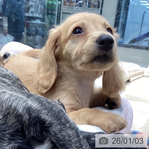 神奈川県のミニチュアダックスフンド(ロング) (ペットプラス 座間店/2025年11月1日生まれ/男の子/ゴールド)の子犬の3枚目の画像