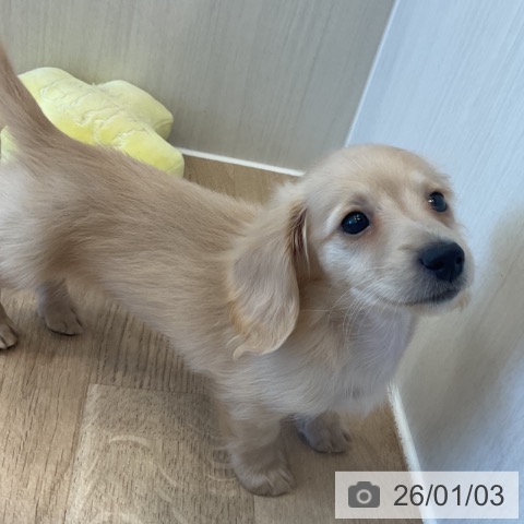 神奈川県のミニチュアダックスフンド(ロング) (ペットプラス テラスモール湘南店/2025年11月1日生まれ/女の子/イエロー)の子犬の4枚目の画像