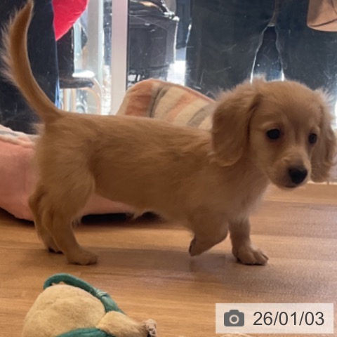 神奈川県のミニチュアダックスフンド(ロング) (ペットプラス テラスモール湘南店/2025年11月1日生まれ/女の子/イエロー)の子犬の3枚目の画像