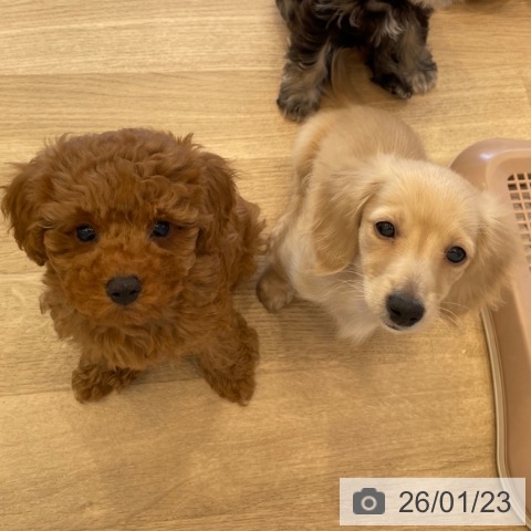 ミニチュア・ダックスフンドの写真