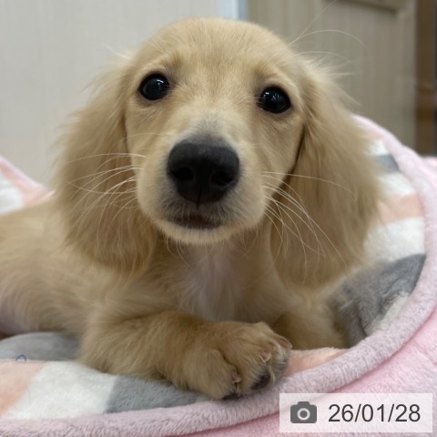 神奈川県のミニチュアダックスフンド(ロング) (ペットプラス 相模原並木店/2025年11月1日生まれ/女の子/イエロー)の子犬の4枚目の画像