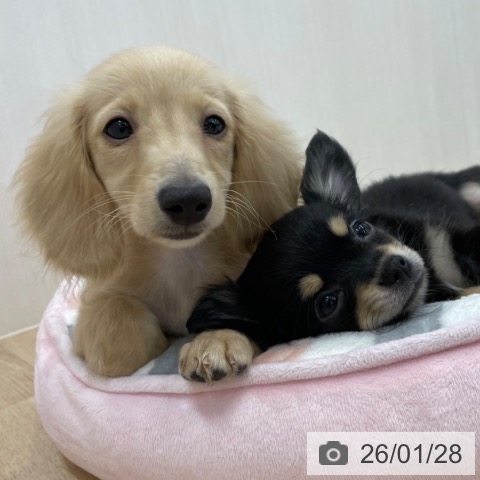 神奈川県のミニチュアダックスフンド(ロング) (ペットプラス 相模原並木店/2025年11月1日生まれ/女の子/イエロー)の子犬の3枚目の画像